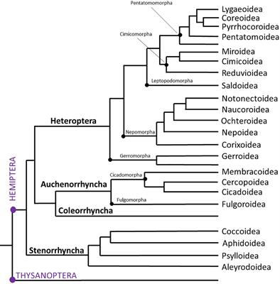 The Adipokinetic Peptides of Hemiptera: Structure, Function, and Evolutionary Trends